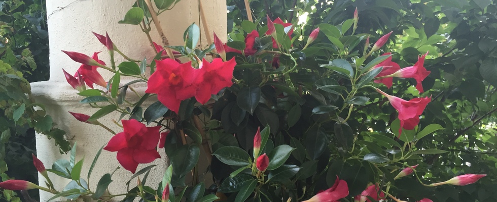 Blumenwerkstatt Rath